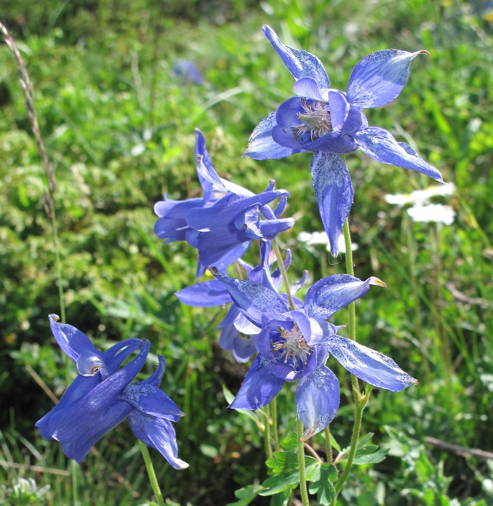 Aquilegia alpina